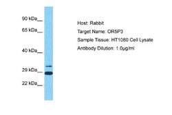 OR5P3 Rabbit anti-Human, Polyclonal, Novus Biologicals 0.1 mL | Buy Online | Novus Biologicals | Fisher Scientific